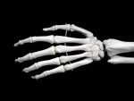 Add Articulated Fingers +$199.0